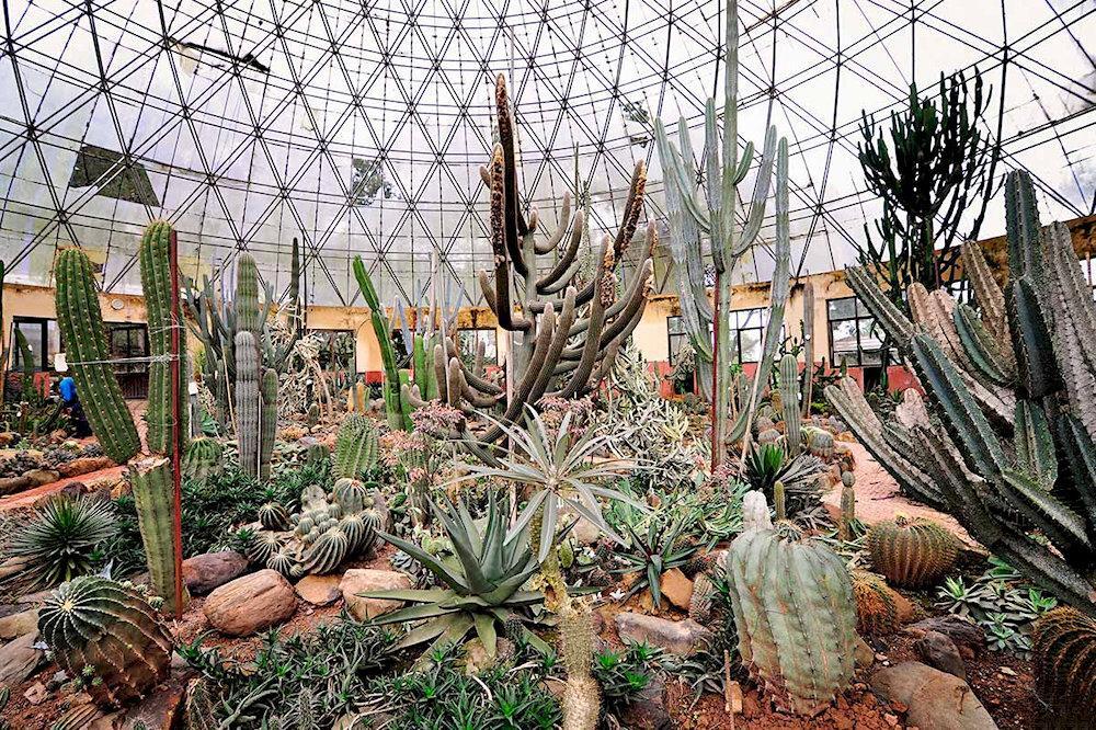 The Cactus Greenhouse in Ba Vi National Park is a unique and fascinating attraction that showcases a different side of the park's rich biodiversity